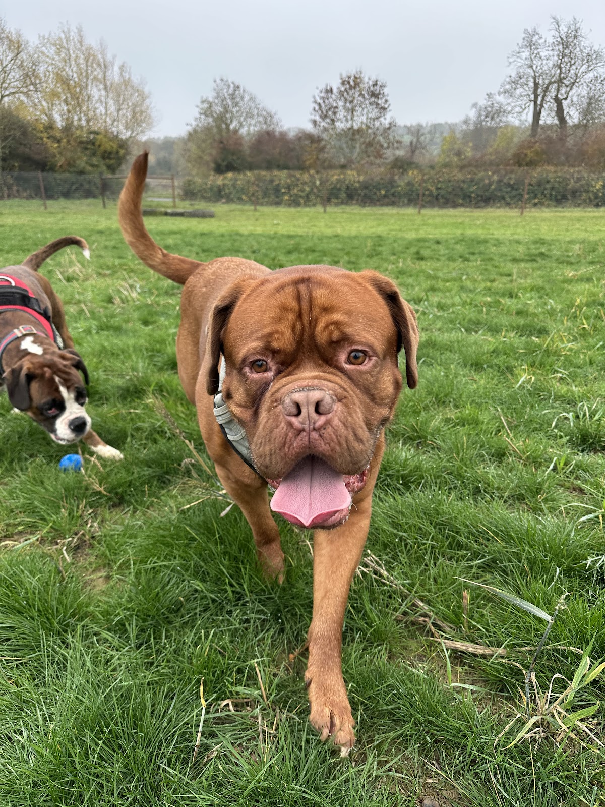 Gonerby Dog Park secure private dog field in Grantham, NG31 8NA