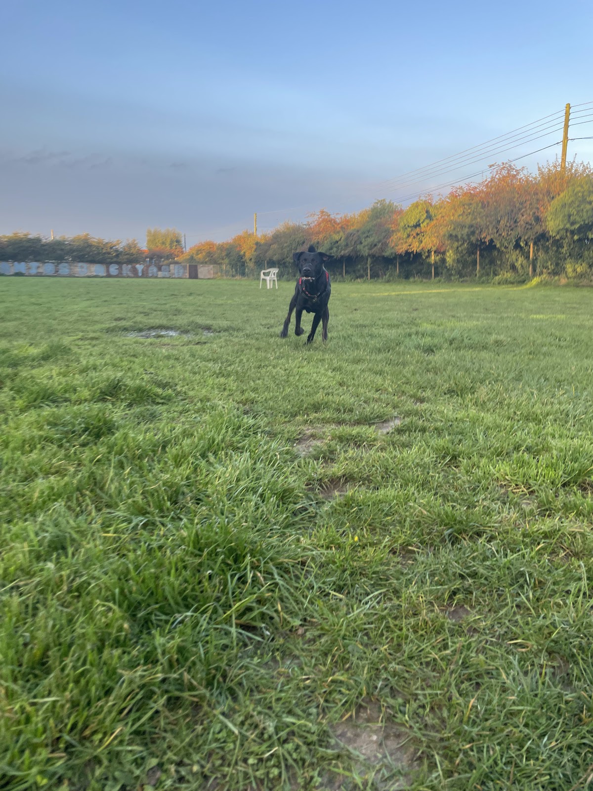 Banjos Backyard secure private dog field in Blundeston, NR32 5AR