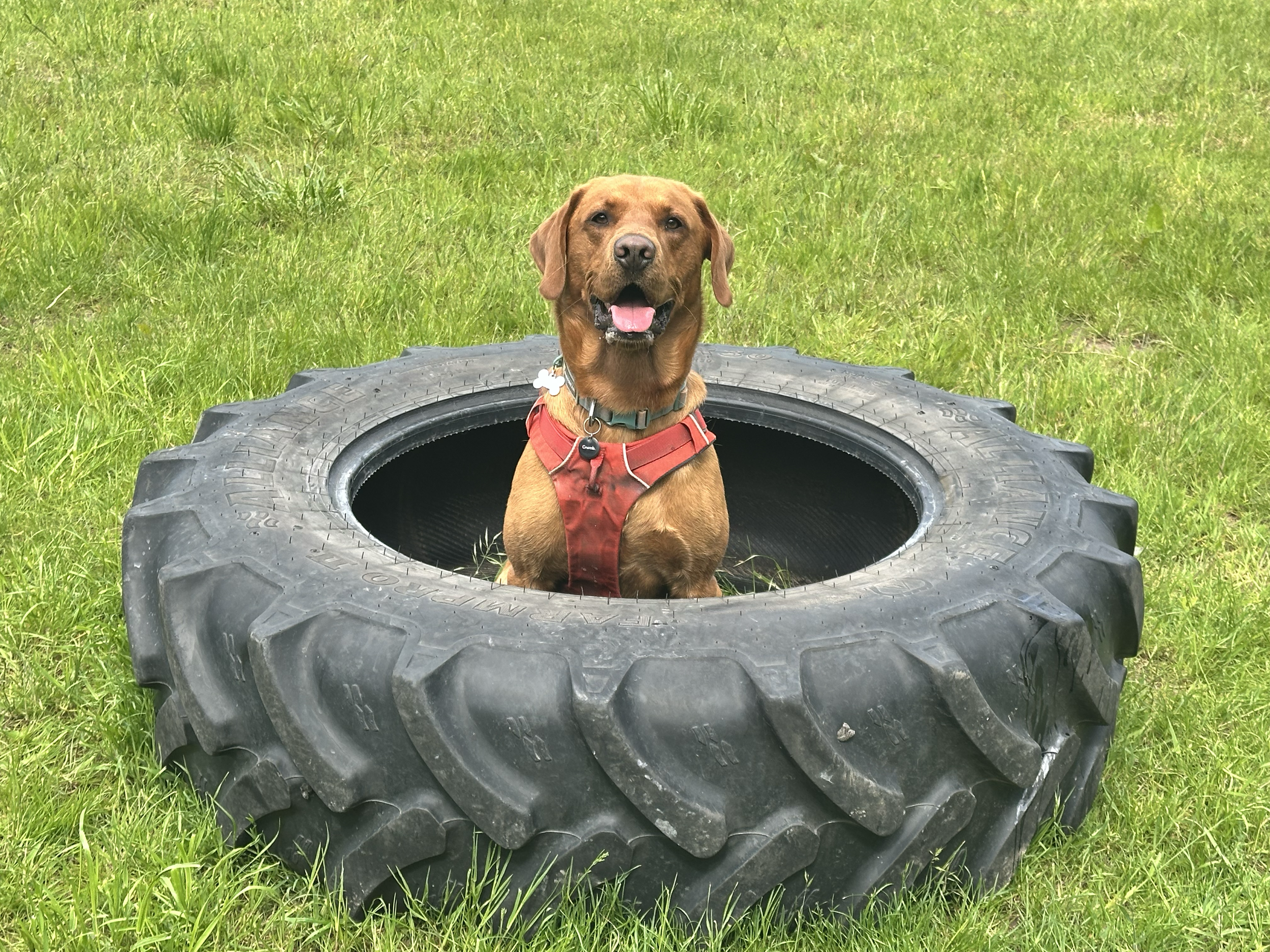 Julie's Dog Walking Field secure private dog field in Preston, PR4 6XS