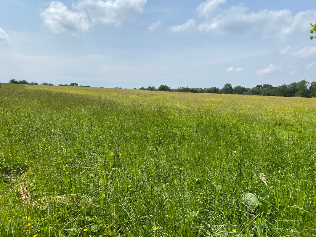 The Dog Walking Field - Harwich dog field near Colchester