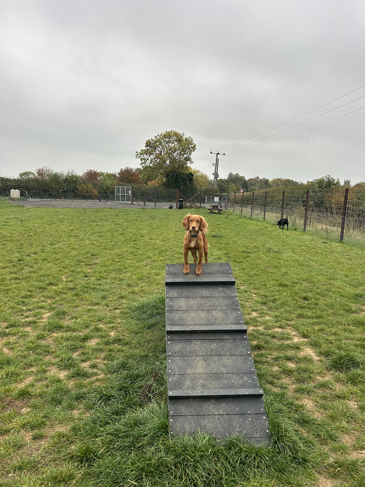 Frolesworth Dog Field secure private dog field in Lutterworth, LE17 5EL