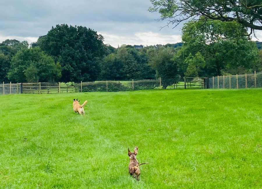Merry Meadows dog field near Nottingham