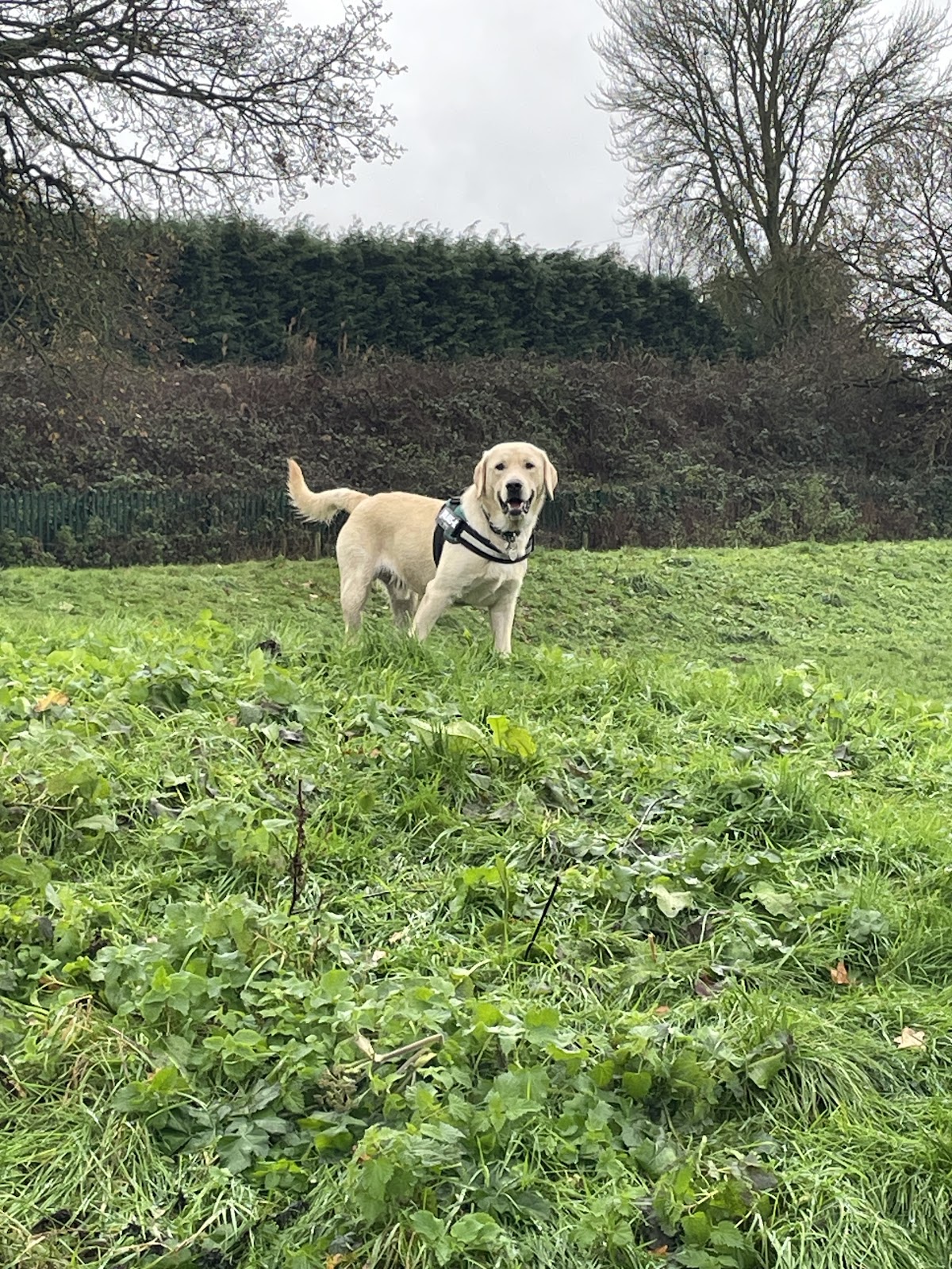 Lead The Way Dog Field secure private dog field in Kidderminster, DY10 3NR