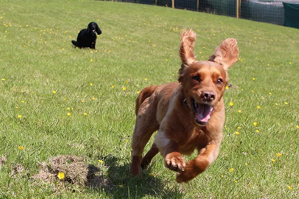 Central Bark Ayrshire secure private dog field in Maybole, KA19 8ES