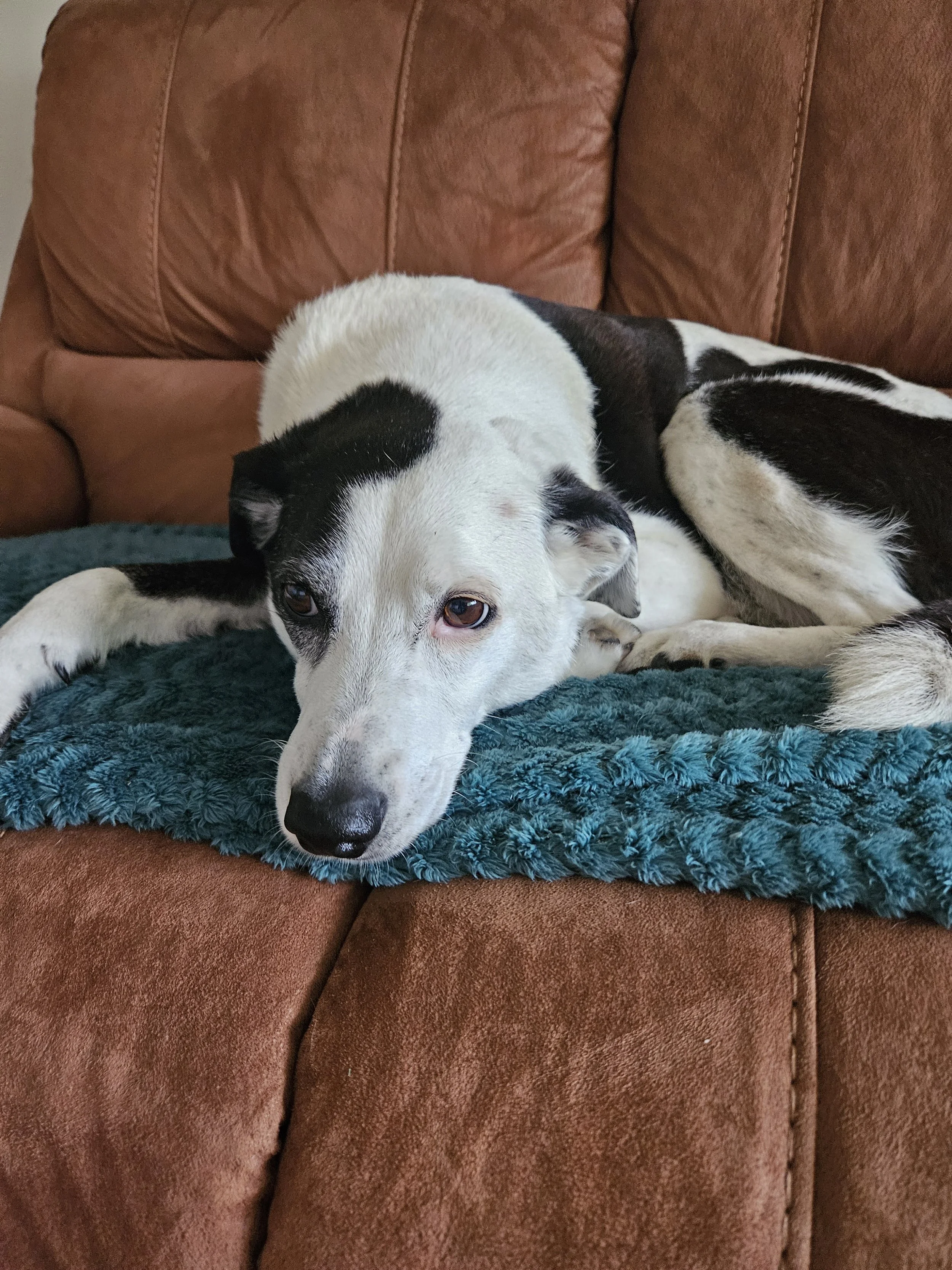 Sam's Strolls secure private dog field in Linlithgow, EH49 6QY