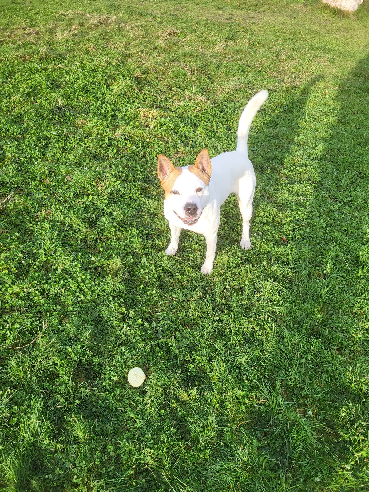 Woodpecker Dog Park secure private dog field in Littlehampton, BN17 5SN