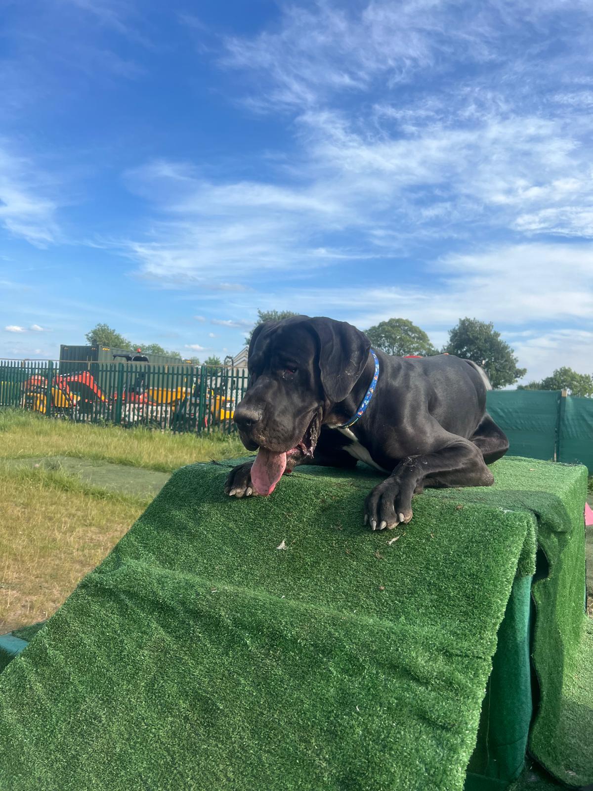 Woof You Bark Park. Misson, Doncaster secure private dog field in Mission Mill, DN10 6DP