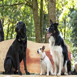 Wagging Woods, Redditch secure private dog field in Redditch, B97 5PR