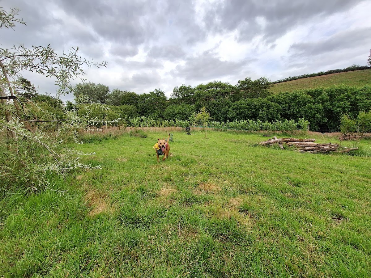 Waggy Trails dog park secure private dog field in Tiverton, EX16 8BX