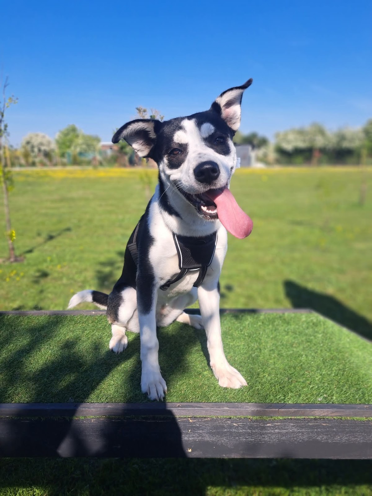 White Mill Dog Park secure private dog field in Sandwich, CT13 9JB