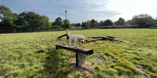 Bentley's Fields secure private dog field in Horley, RH6 0BN