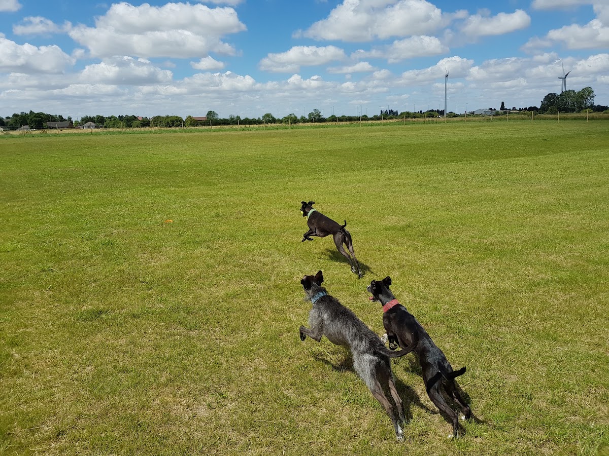 Cambridgeshire Canine Creche secure private dog field in Flaggrass Hill Rd, PE15 0BX