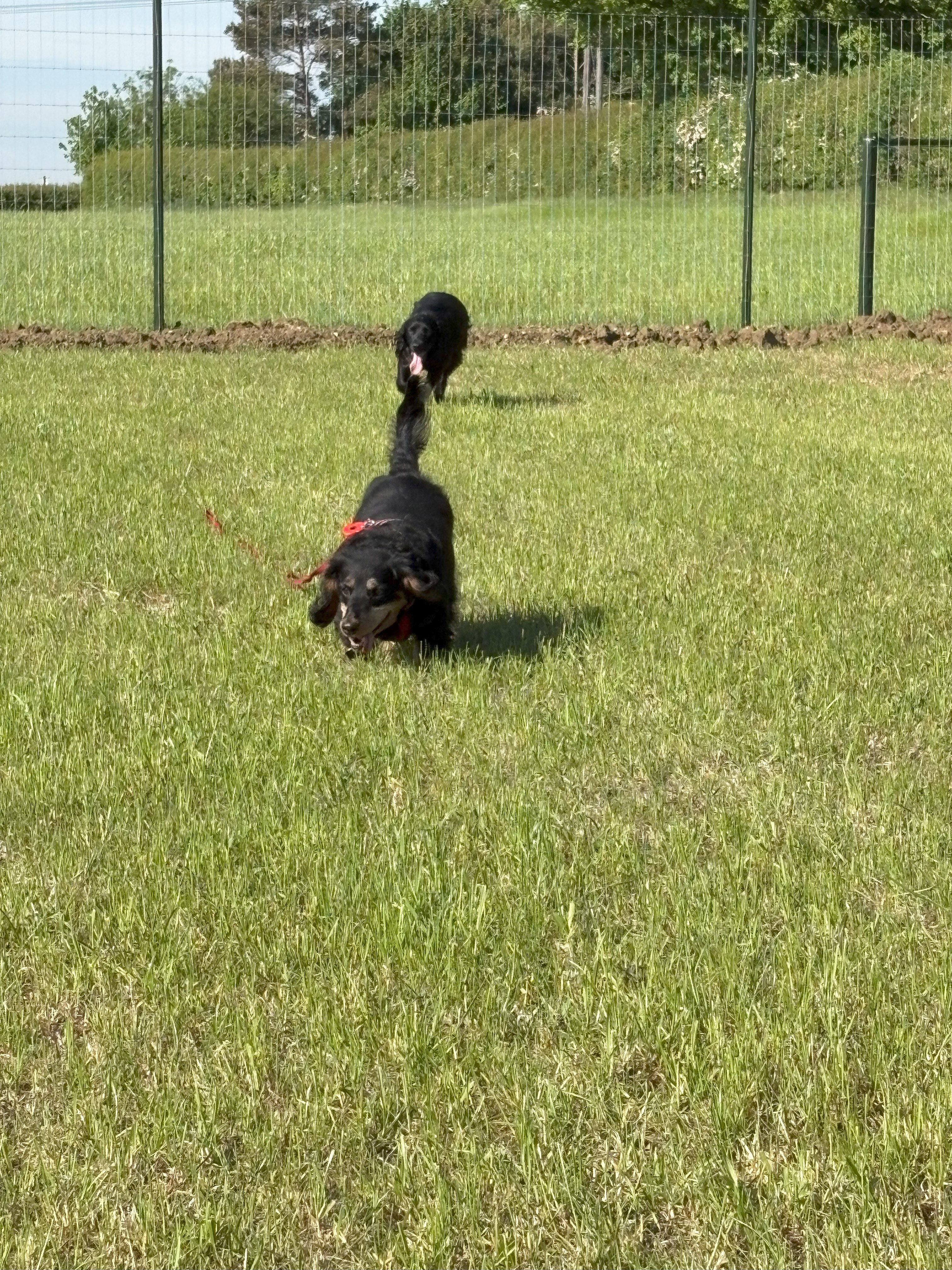 Dog and Whistle dog walking field secure private dog field in Henlow, SG16 6BG