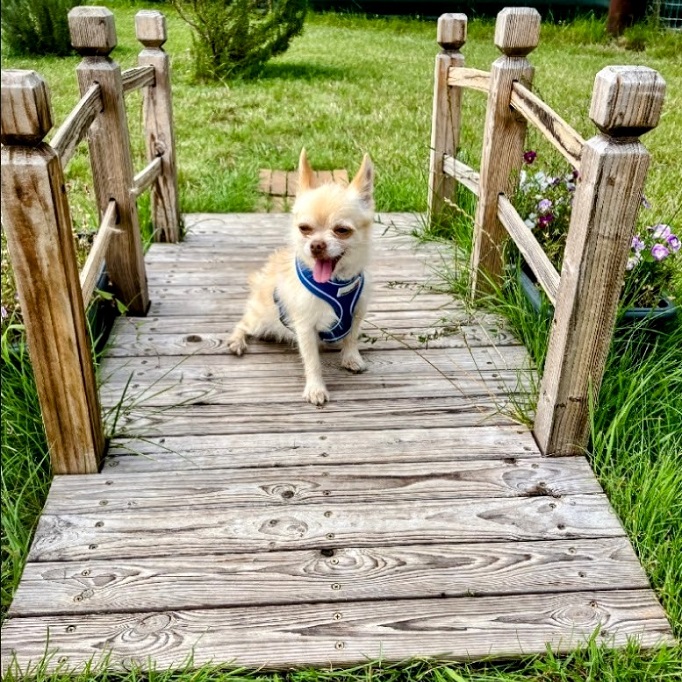 Go Mutts! Wisbech secure private dog field in Wisbech, PE14 7AG