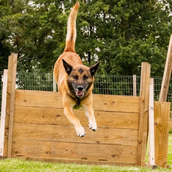 Ashbourne Dog Field secure private dog field in Ashbourne, DE6 1JE
