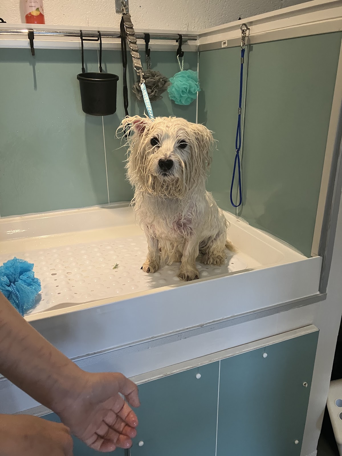 Cosheston Dog Services secure private dog field in Pembroke Dock, SA72 4TU