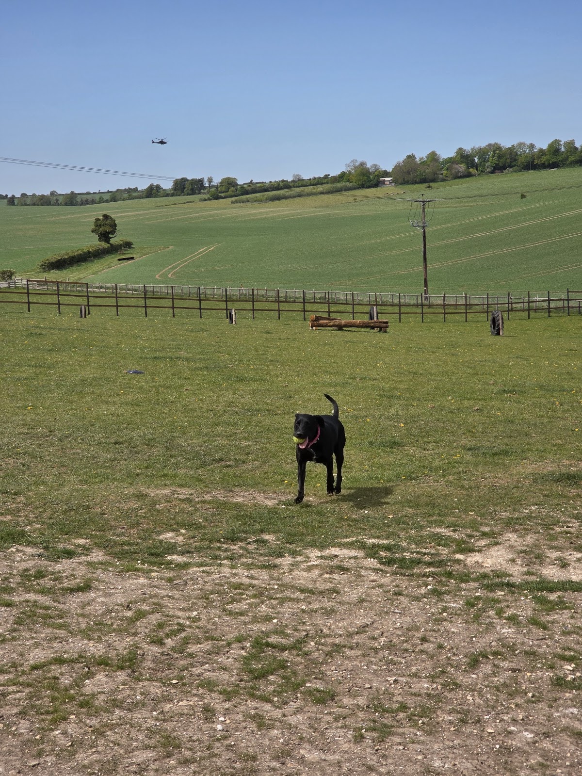Solstice Fields - Dog Park secure private dog field in Salisbury, SP3 4TF