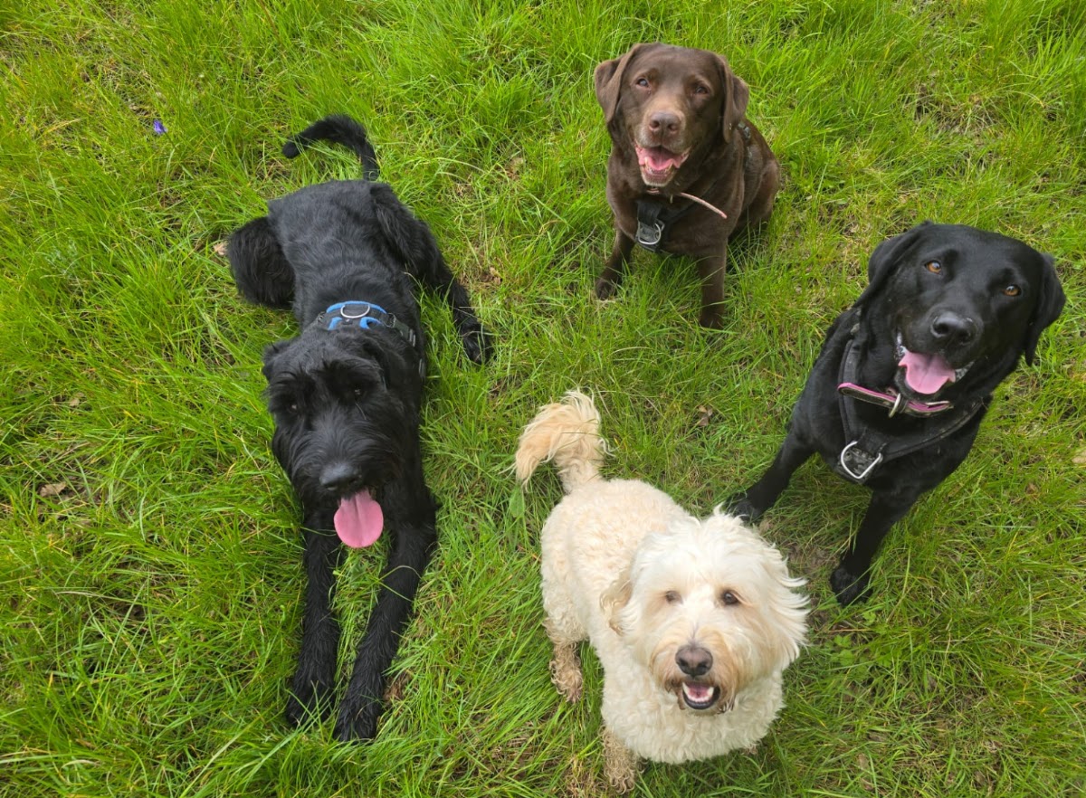 Happy Hounds secure private dog field in Uckfield, TN22 4DY