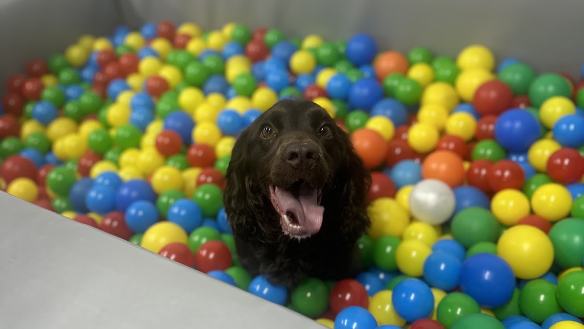 Paws & Play LTD secure private dog field in Wallasey, CH44 7ER