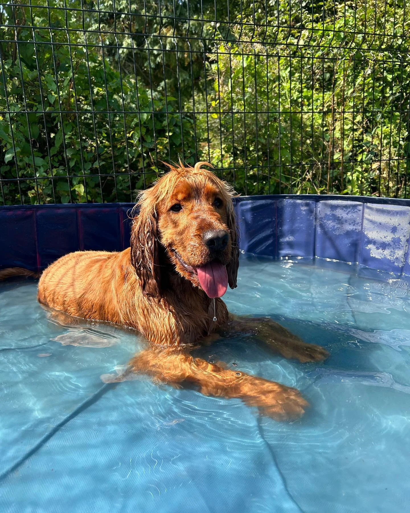Off Lead Agility secure private dog field in Strabane, BT82 0NA