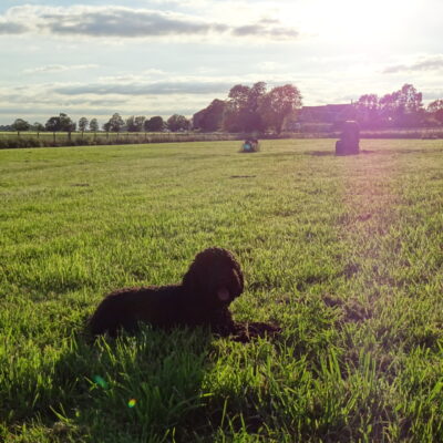 Fallow Corner Road secure private dog field in March, PE15 0LT
