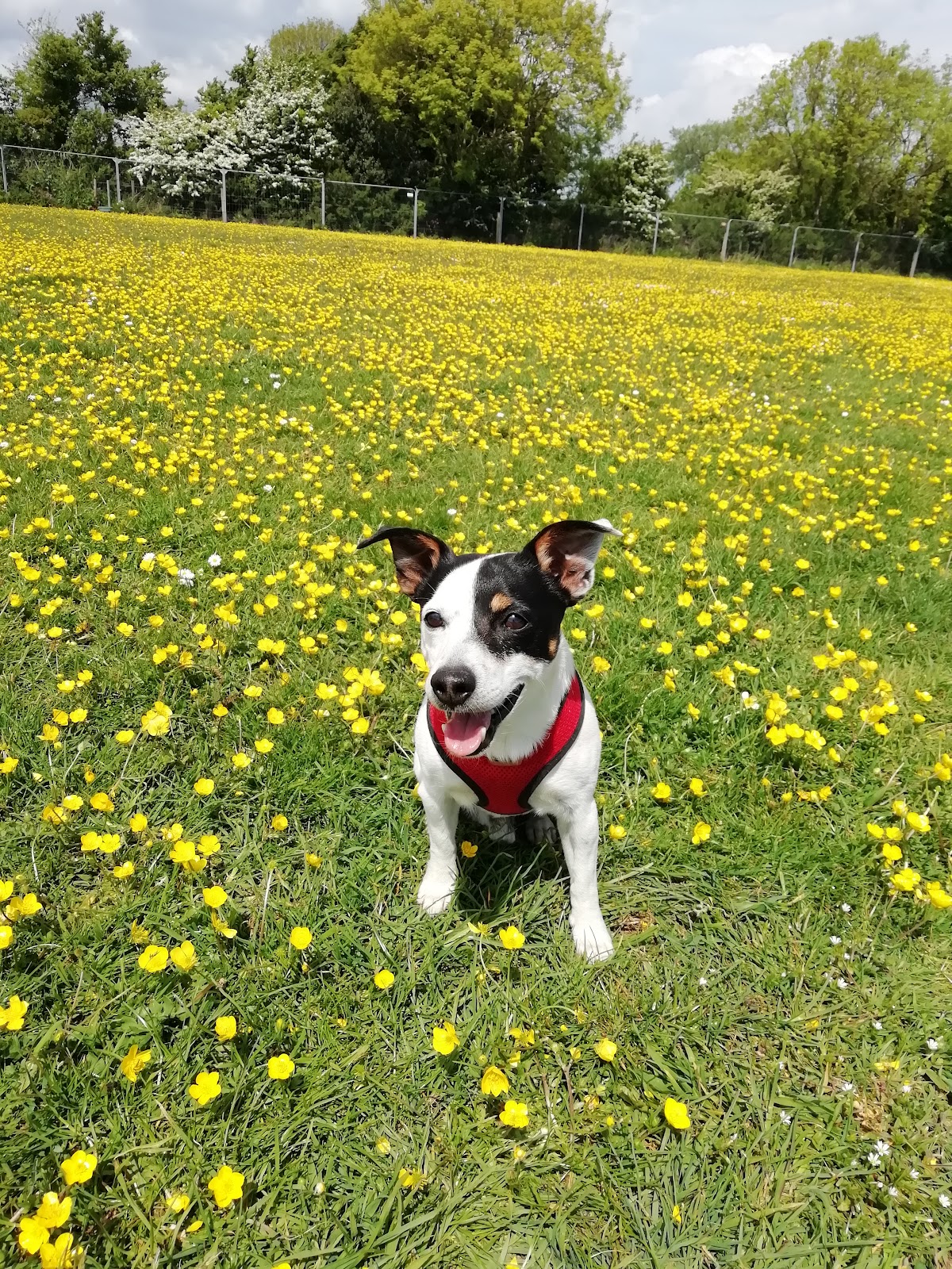 Barkers Unleashed secure private dog field in Brixham, TQ5 0AJ