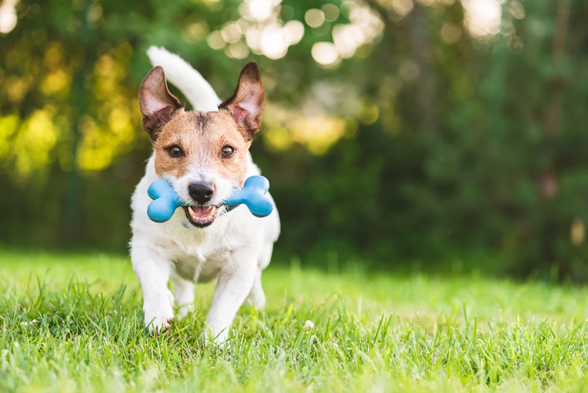 Bruno’s Doggy Play Area secure private dog field in Strathaven, ML10 6RW