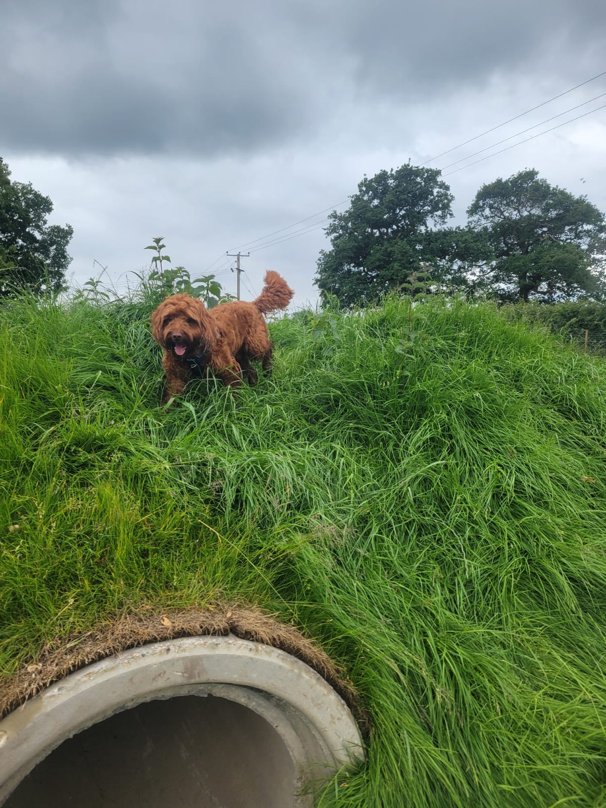 Isle Dog Exercise Paddock secure private dog field in Shrewsbury, SY3 8EE
