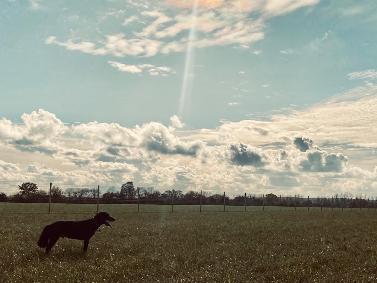 Wagtails Cressing secure private dog field in Cressing, CM77 8PD