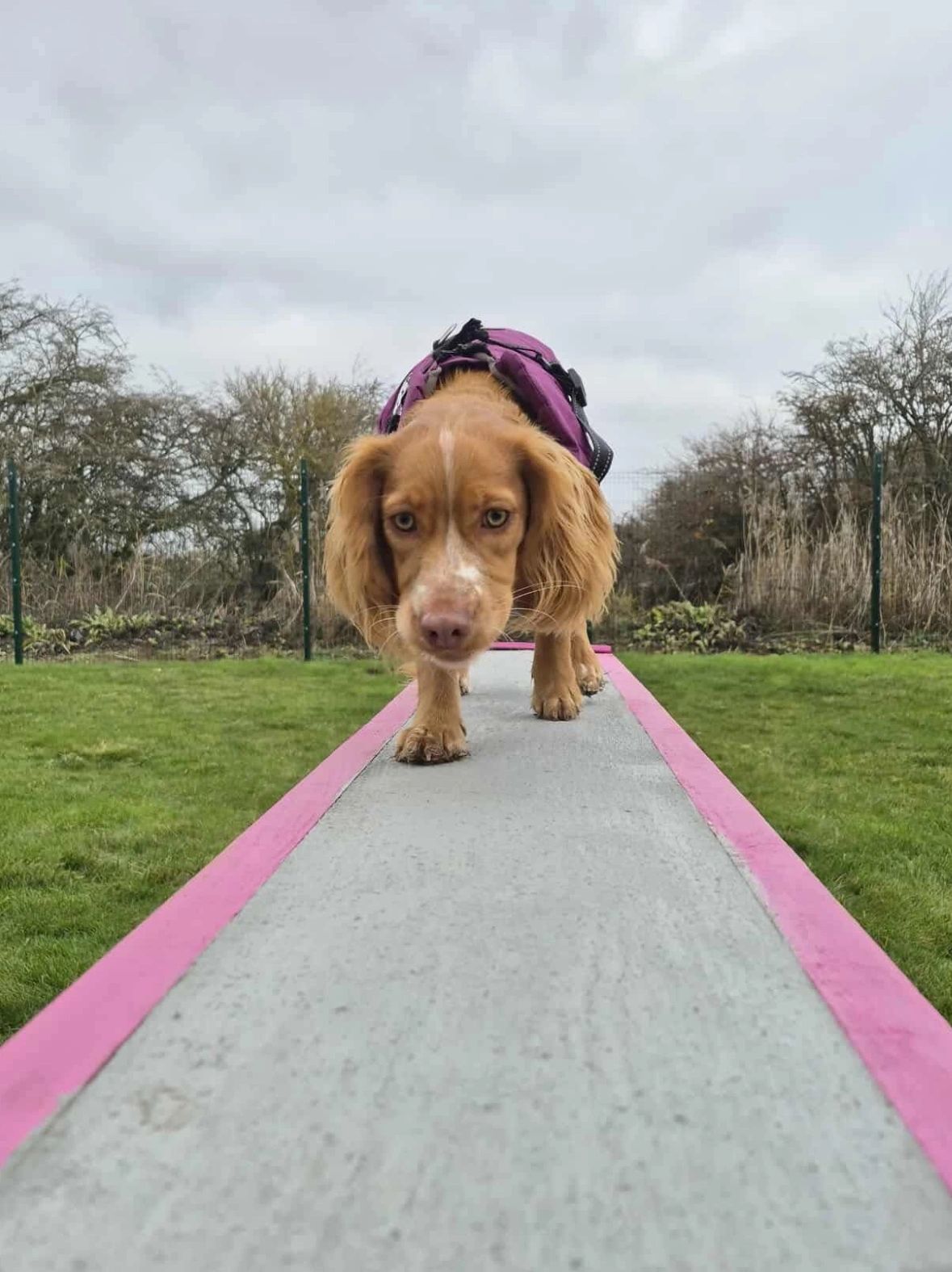 Paddocks Freedom Field secure private dog field in Skegness, PE24 4PA