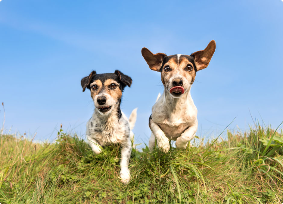 North Bridlington Dog Field secure private dog field in Bridlington, YO16 6XH