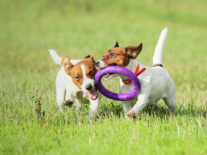 Animal Country Dog Park secure private dog field in Wood Farm, CM5 0EY