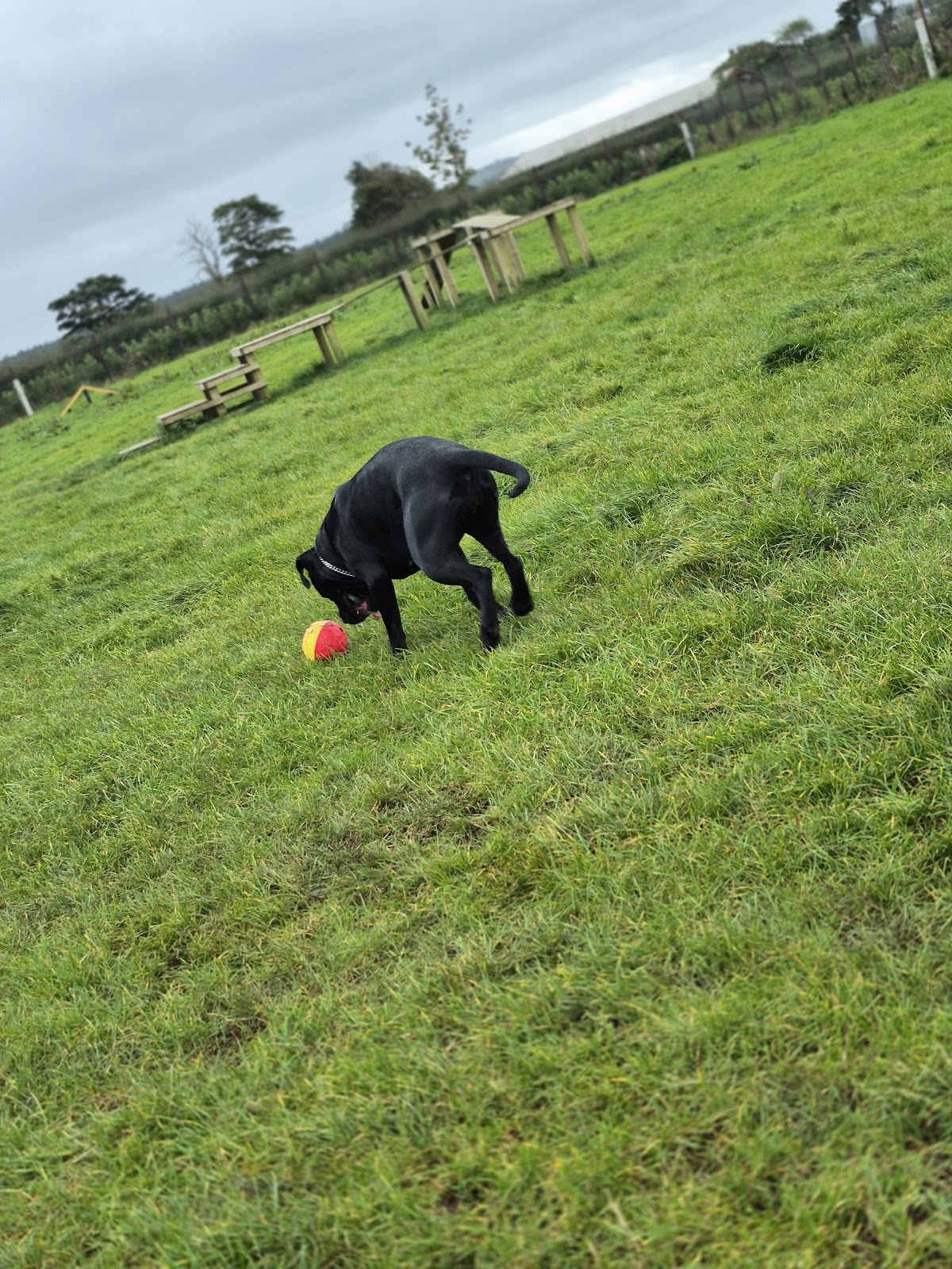 Country Canines Luxury Boarding secure private dog field in Ballymoney, BT53 6NN