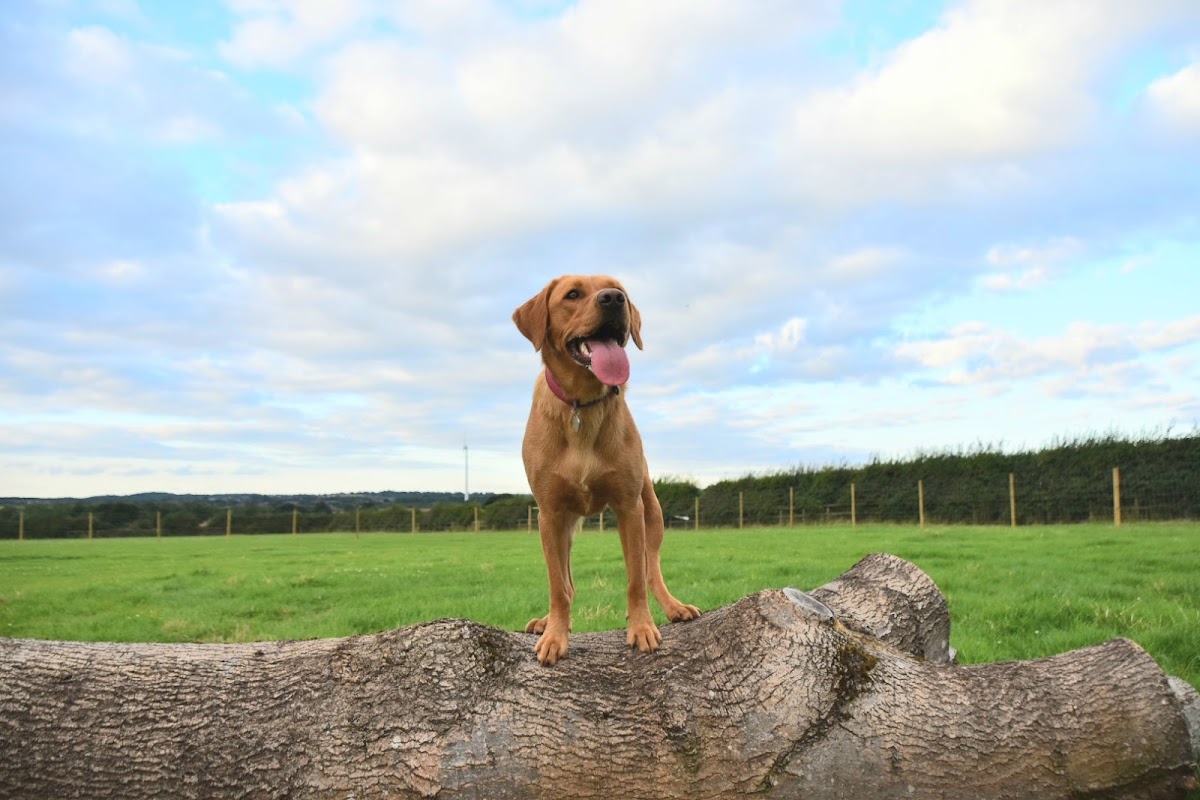 Appleby Dog Park secure private dog field in Swadlincote, DE12 7AJ