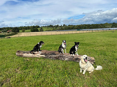 Otherton Farm Dog Park secure private dog field in Worcester, WR6 5LS