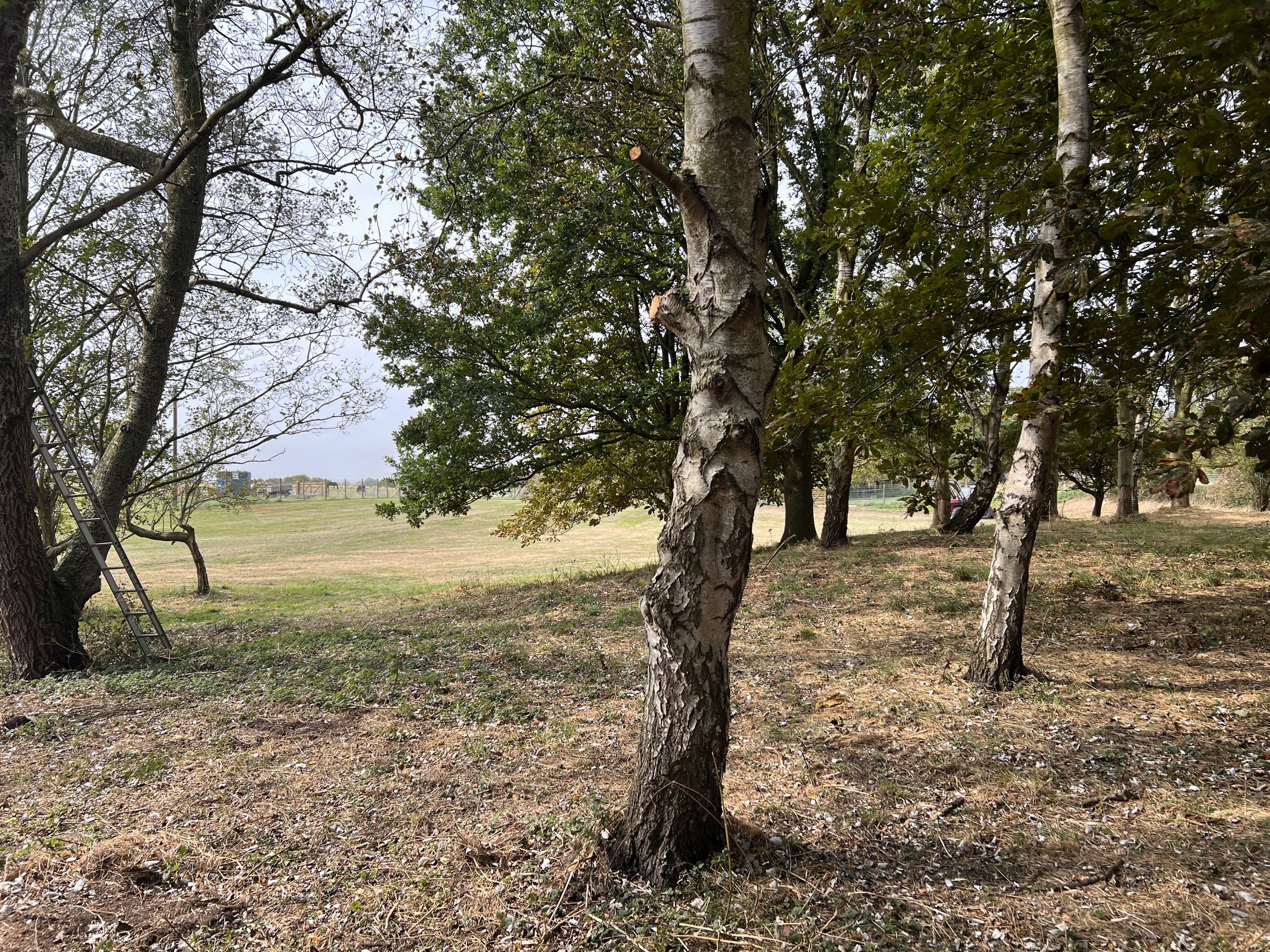Linley Hill Dog Fields secure private dog field in Beverley, HU17 5LT