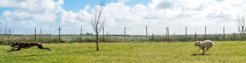 Russet Exercise Field secure private dog field in Camborne, TR14 9NX