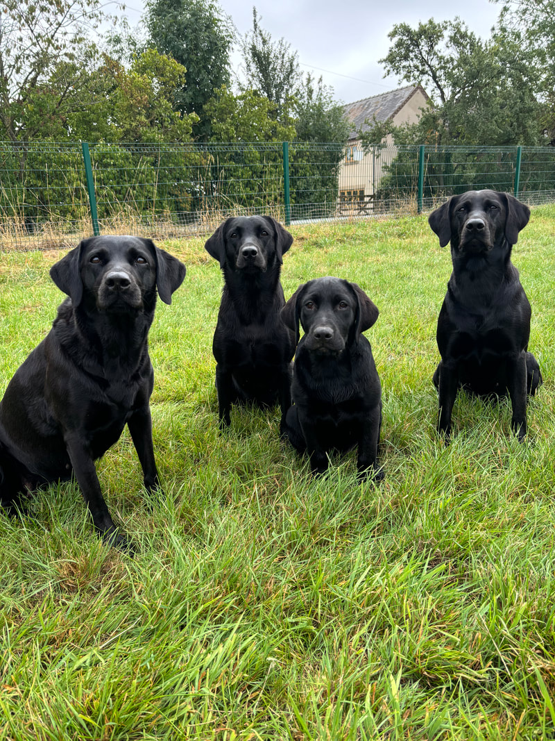 Rhubarb’s Field secure private dog field in Southwell, NG25 0RN