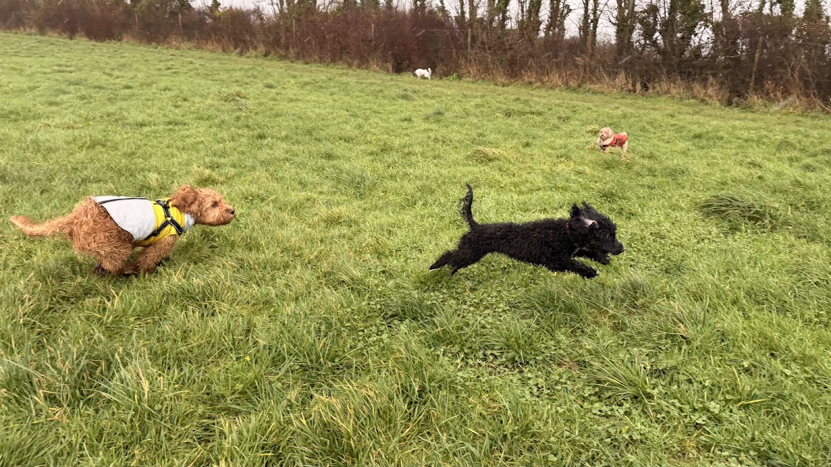Wembury Walkies secure private dog field in Plymouth, PL9 0DY