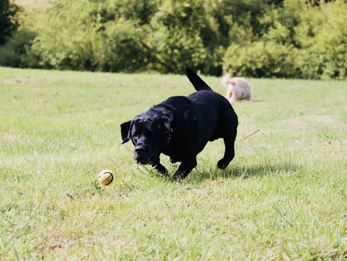 Opal Dog Walking Fields secure private dog field in Liversedge, WF15 6NB