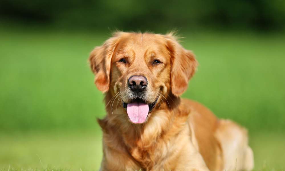 Walkies at Bickleigh secure private dog field in Plymouth, PL6 7AS