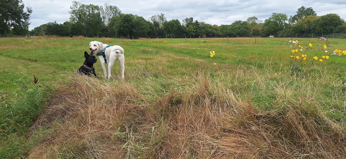 Hethel Dog Field secure private dog field in Norwich, NR14 8HA
