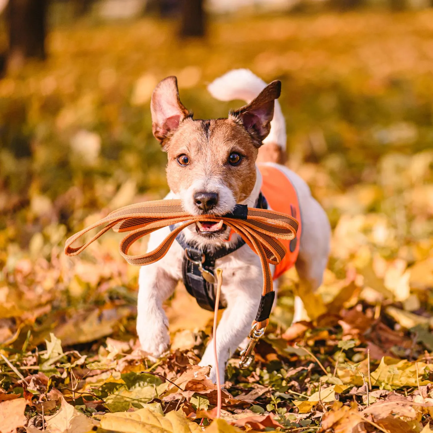 Picton Chester dog park secure private dog field in Chester, CH2 4HE