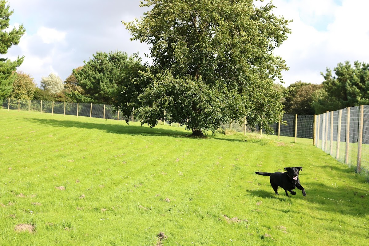 Secure Dog Field Cornwall secure private dog field in St Erth, TR27 6HJ