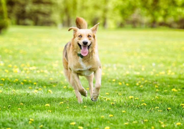 Walkies at Wixenford secure private dog field in Plymouth, PL9 8AA