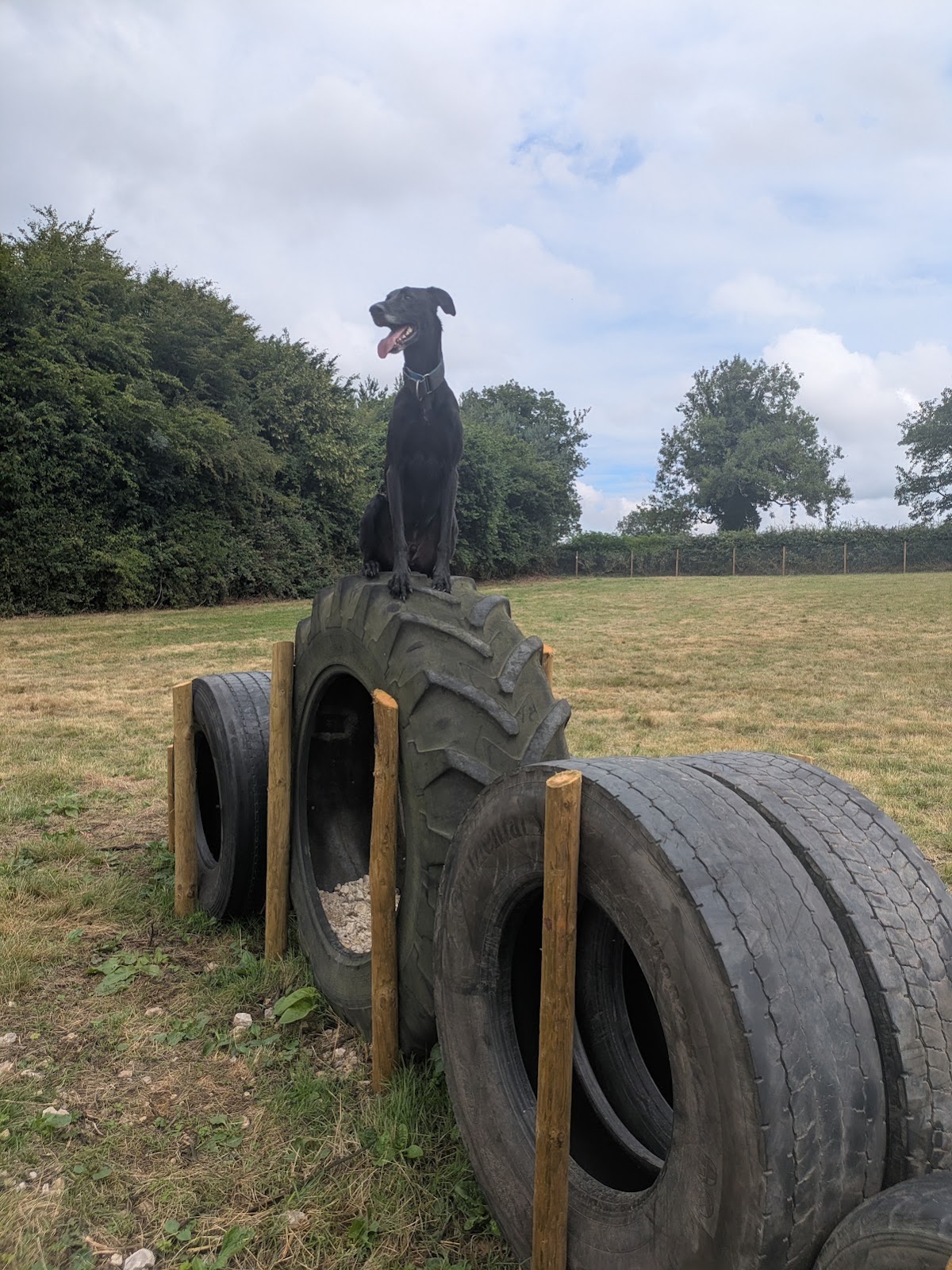 Brackenfarg Dog Park secure private dog field in Ripon, HG4 4DP
