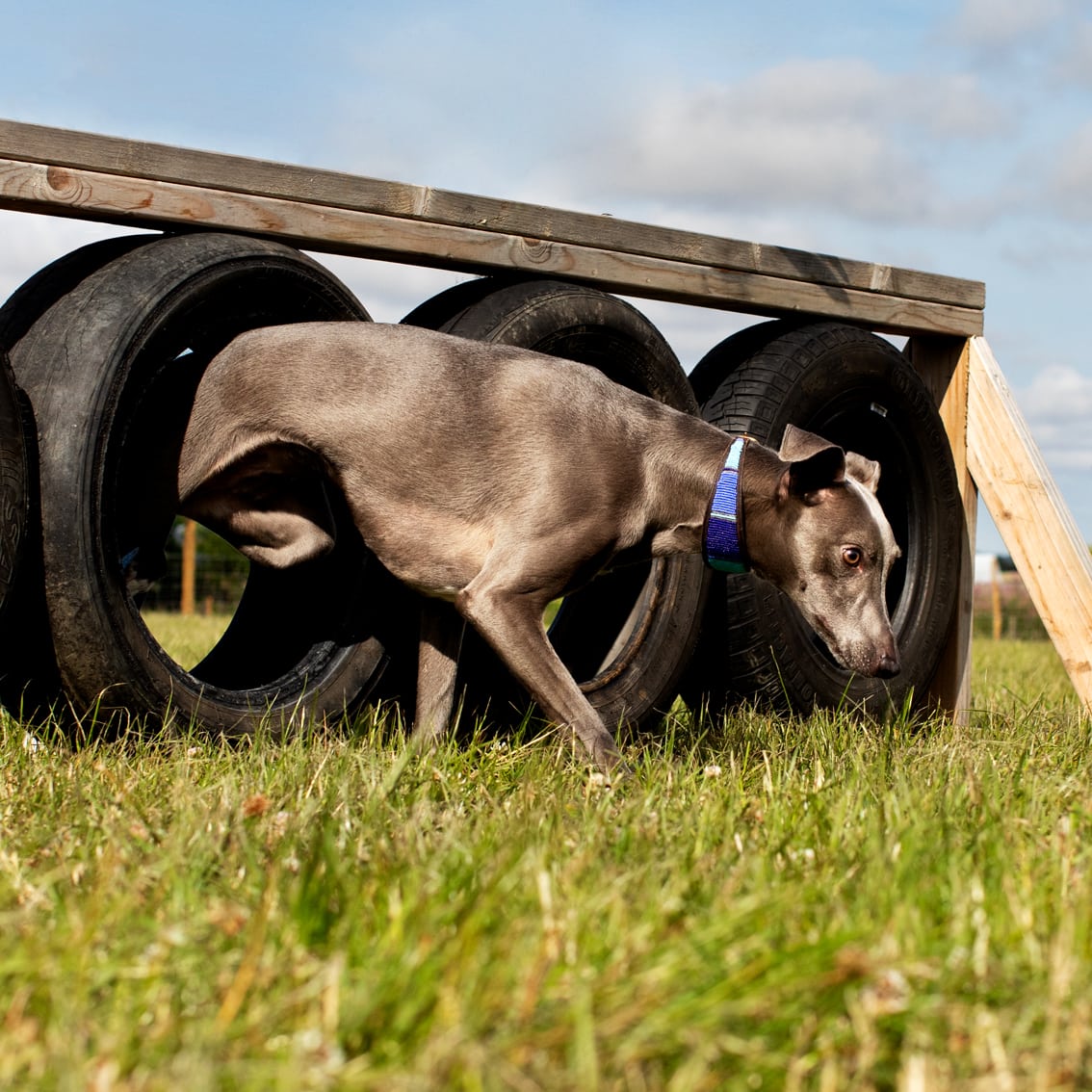 St Andrews Dog Run secure private dog field in St Andrews, KY16 8PL