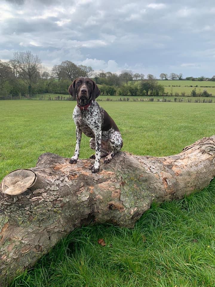 Newlands dog walking field secure private dog field in Uttoxeter, ST14 8PP