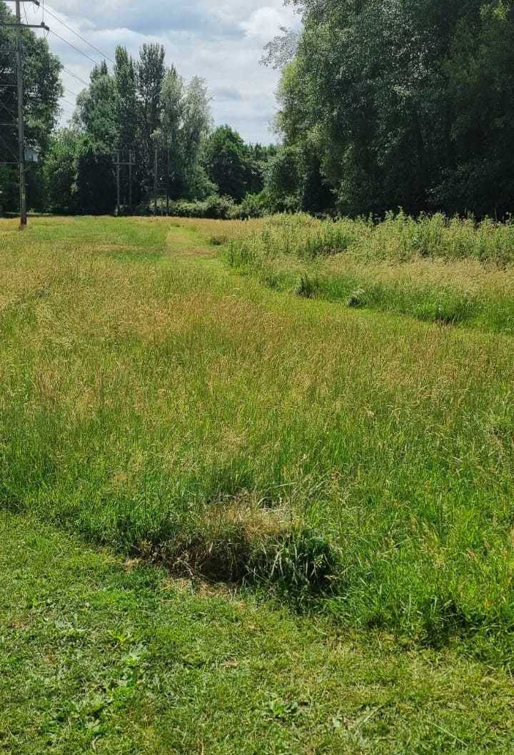 Haven Dog Walking secure private dog field in Surrey, GU16 7HD