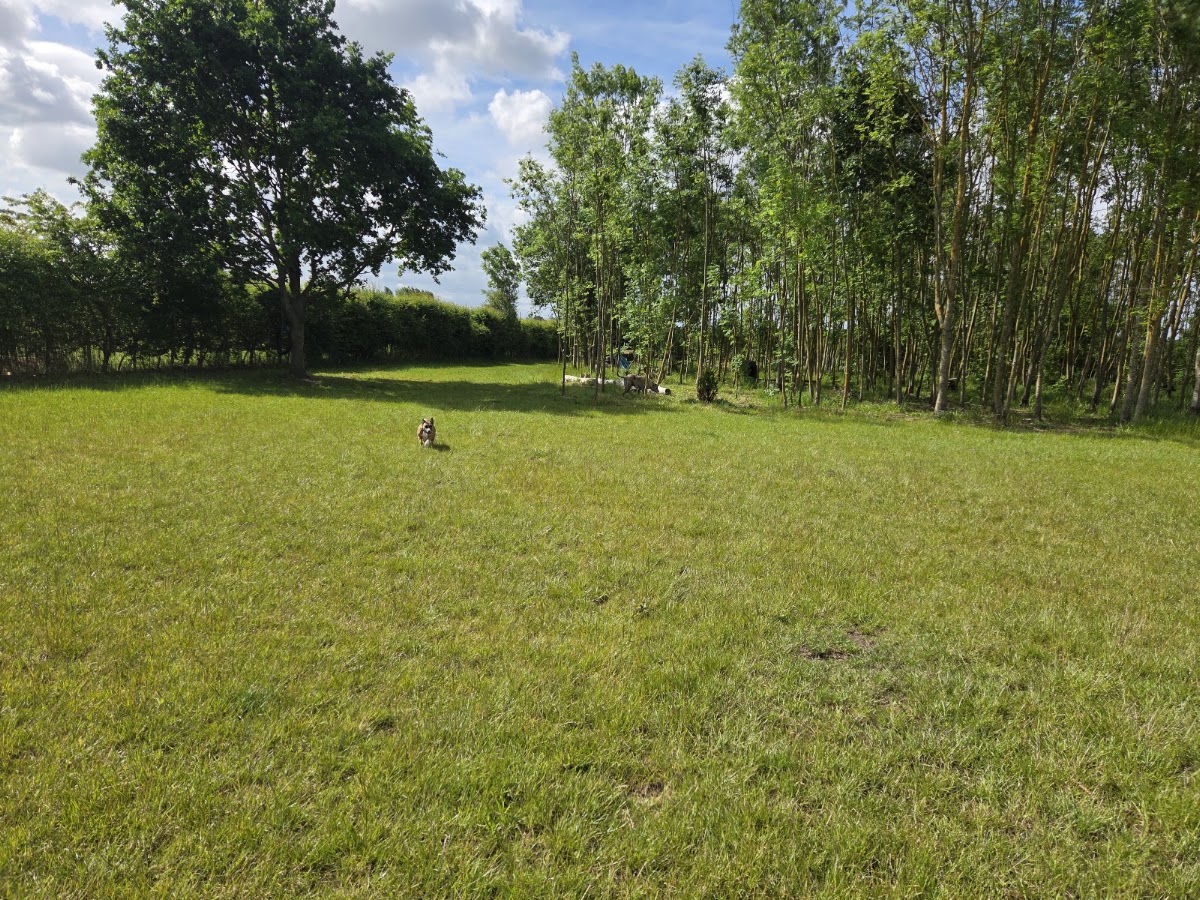 CookiesPark4Dogs secure private dog field in Templar Nurseries, YO8 8QJ